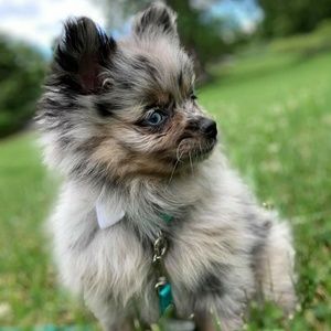 Meet your Posher, Serena